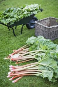 Freshly picked rhubarb in piles with a wheelbarrow full behind, in the garden at Clumber Park, Nottinghamshire