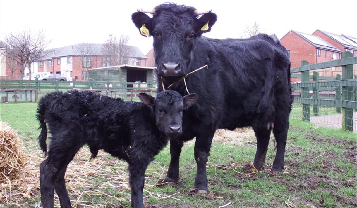 Stonebridge City Farm - Visit Nottinghamshire