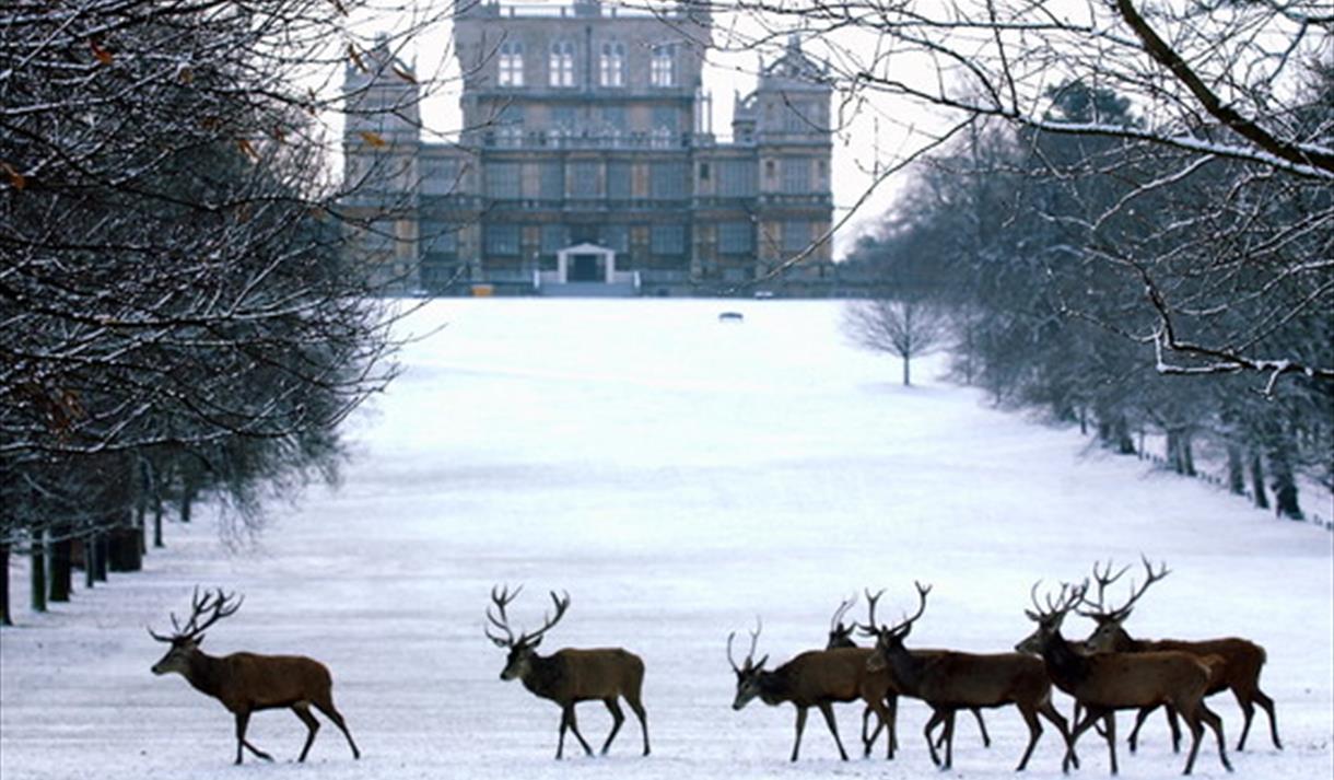 Christmas at Wollaton Hall Visit Nottinghamshire